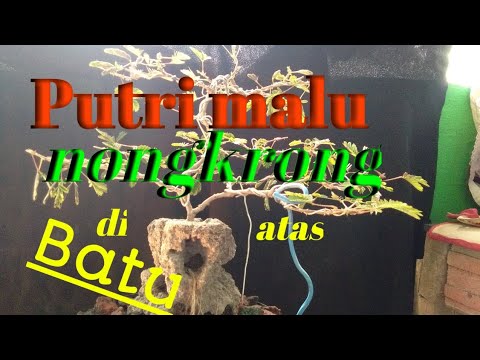putri malu ganti media #jokomoker