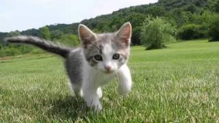 Adorable meets cute movie trailer
