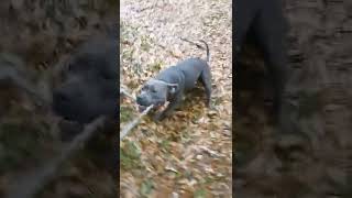 Rope Training Bluenose Pitbull