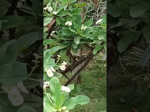 small Hardin of my big sister small Hardin of my big sister