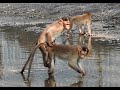 Bonnet Macaques males homosexual behaviour