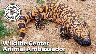 Gila Monster - Arizona Game And Fish Wildlife Center Animal Ambador