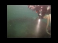 "Ruby E" Shipwreck diving with sea lions on Dec. 29th, 2012.