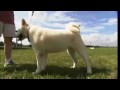Video DOGS 101 - THE AKITA