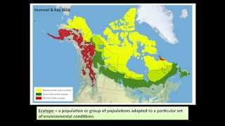 Justina Ray - Caribou designatable units in Canada and implications for assessment and recovery