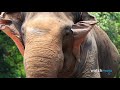 10 Animals That Are Close To Going Extinct