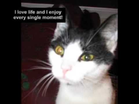 SPONSOR MR.MAGOO- Special Needs Program ADVOCATES 4 ANIMALS RESCUE