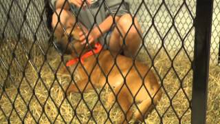 Dog Adoption full 05 31 13
