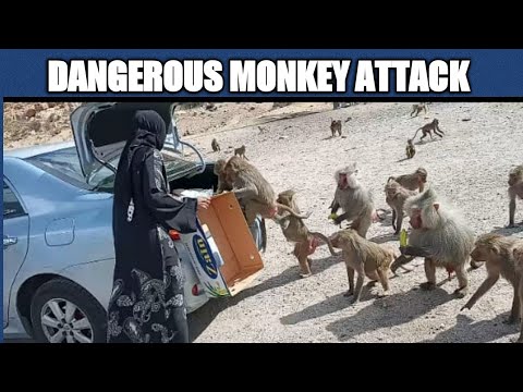 We went to feed the special monkeys and how they treated us Part 2