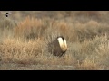 Gunnison Sage-Grouse