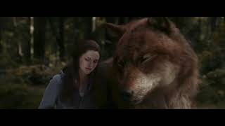 Twilight Wolves ~ heart attack