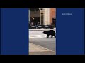 Cautious bear uses crosswalk at intersection in downtown Asheville