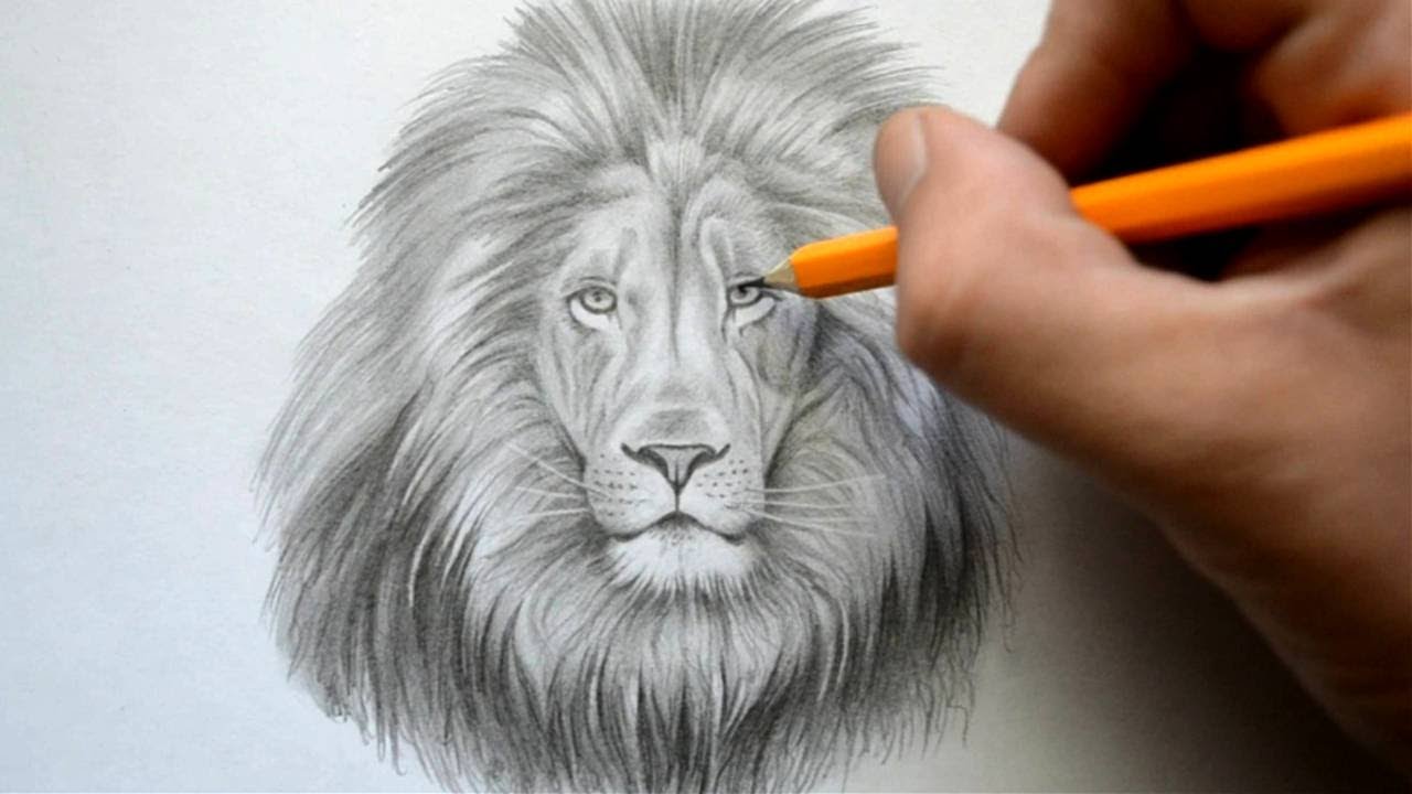 Time Lapse Drawing of a Lion - YouTube
