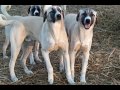 turkish shepherd dog