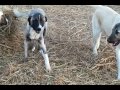 turkish shepherd dog