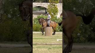 An Amazing Debut Of Ofir With Experienced Working Equitation Rider Luís Brito Paes