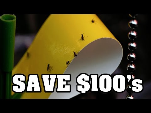 Fly Video