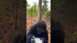 Smart Gorilla