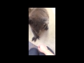 Curious Koala Walks Into House