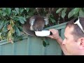 Cute Thirsty Koala (1 of 3)