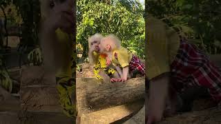 Sumi Is Holding Fruit And Feeding It To Her Younger Sibling.