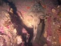 Banjo sharks, cute baby cuttlefish and big angry cuttlefish