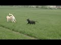 Kangal Dövüşü