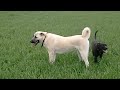 Kangal Dövüşü
