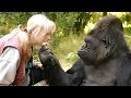 Mort de Koko, la gorille qui parlait le langage des signes