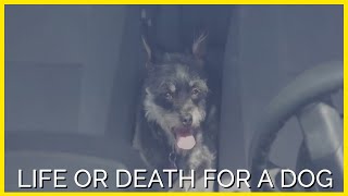 You Watching This Video Could Mean Life or Death for a Dog