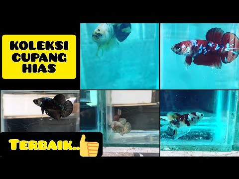 KOLEKSI ikan CUPANG TERBAIK #2