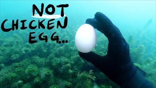 Found Large Wild Egg Underwater While Scuba Diving (Unexplained)
