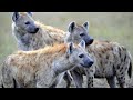 Hyena crazy wild life Hindi documentary.hyena robbers of jungle.