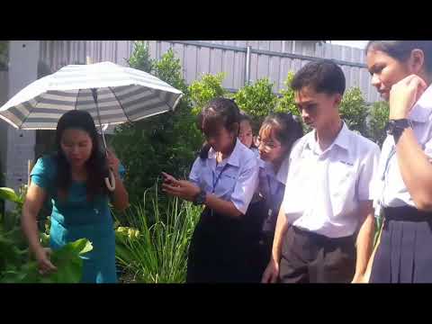 การศึกษาโครงสร้างใบและชนิดของใบ