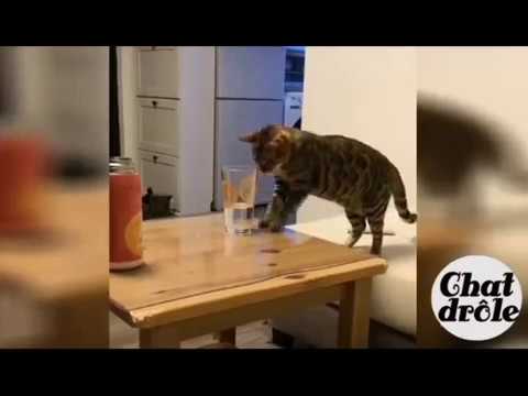 Cat intelligent *** Chat drôle