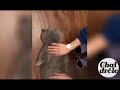 Cat intelligent *** Chat drôle