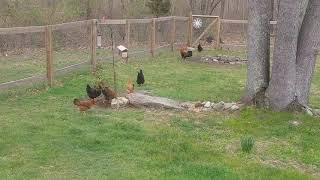 Backyard Chickens Freeranging