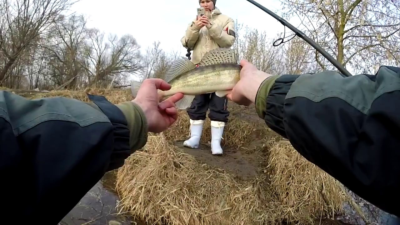 судак ранней весной с берега судак ранней весной с берега