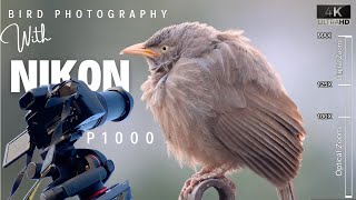 Nikon P1000 - Bird Photography | BEST Photo &  Settings of NIKON COOLPIX P1000 f