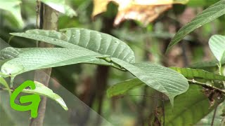Serenity Segment: West Papua Forest