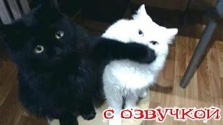 Приколы С Котами! С Озвучкой! Смешное Видео С Котами И Собаками! Самые Смешные Животные! До Слёз!