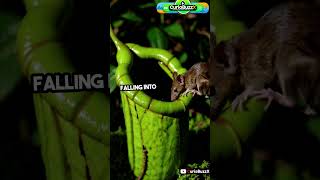 Meet The Mouse-Eating Carnivorous Plant