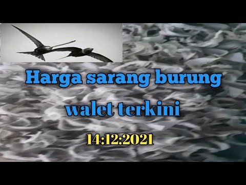 Harga kulak sarang #walet pada 14 Desember 2021 patokan 1076