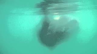 Underwater  of Ocean Sunfish (Mola mola)