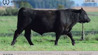 LOTE 86 - TOUROS ANGUS - LEILÃO VIRTUAL SÃO BIBIANO 2020