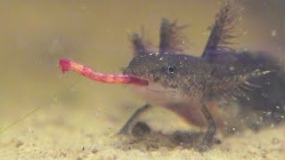 Spotted Salamander larva feeding on a Bloodworm (Ambystoma maculatum)