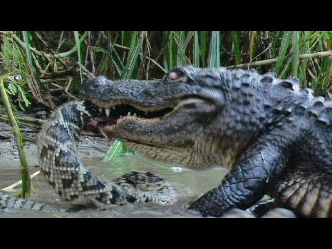 Venomous Snakes in Florida