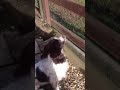 Dizzy at start of her walk