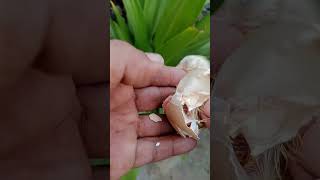 Saving Life Baby Chicken Last Second