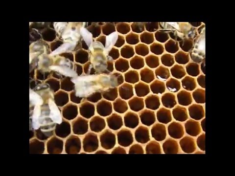 Как сделать отводок есть плодная матка Как сделать отводок есть плодная матка